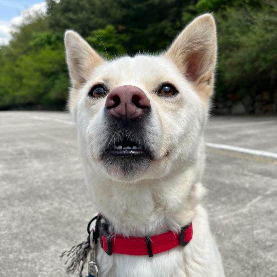 Enlarge Buddle, a Adoptable Jindo in Northbrook, IL image 4/5