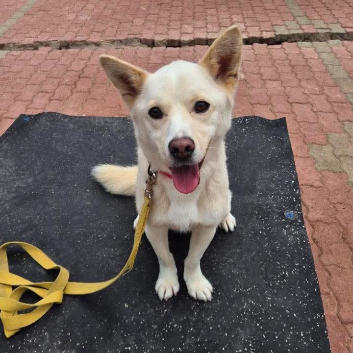 Enlarge Buddle, a Adoptable Jindo in Northbrook, IL image 5/5