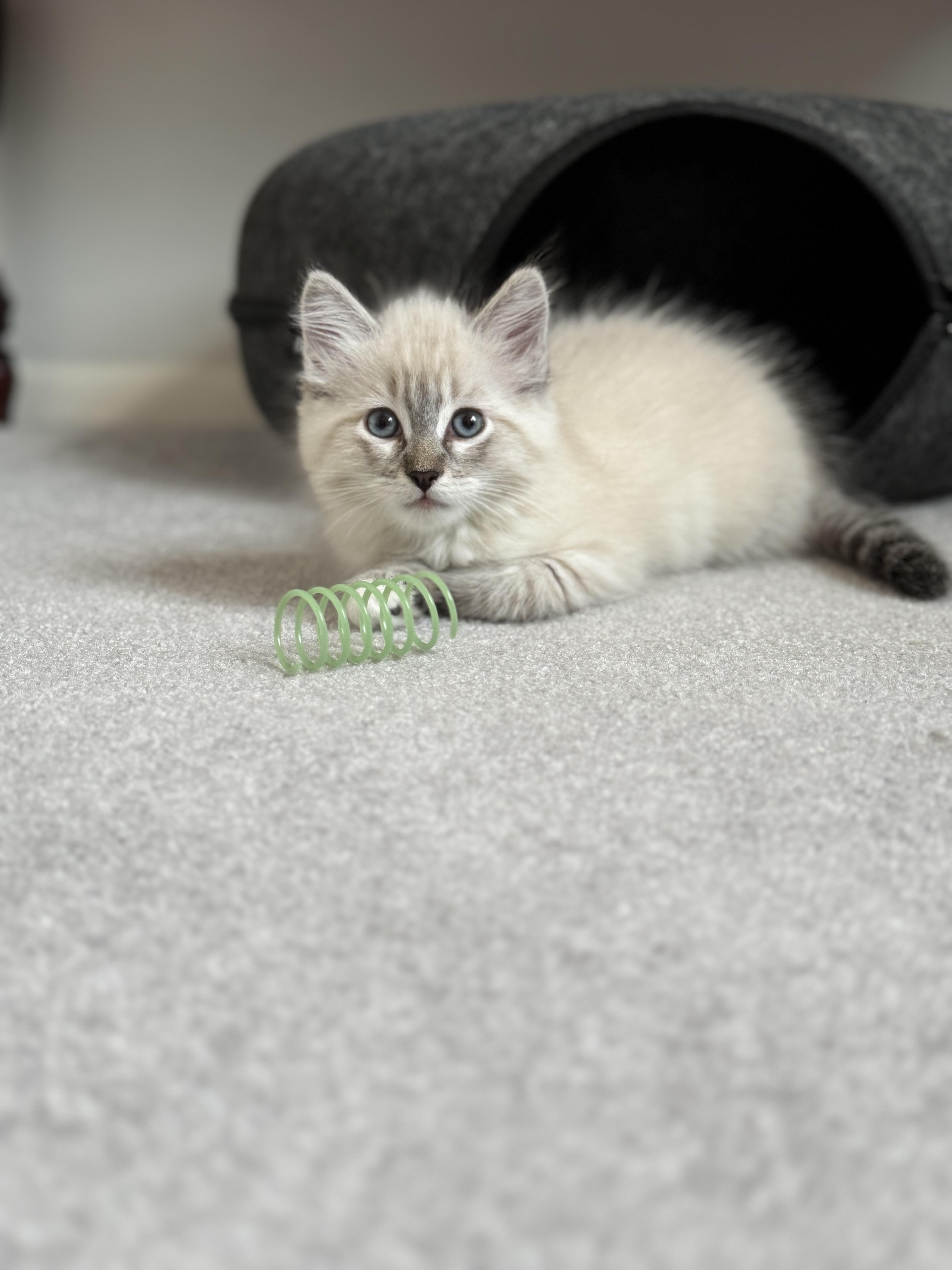Enlarge Marie, an adopted Siamese in Helendale, CA image 2/2