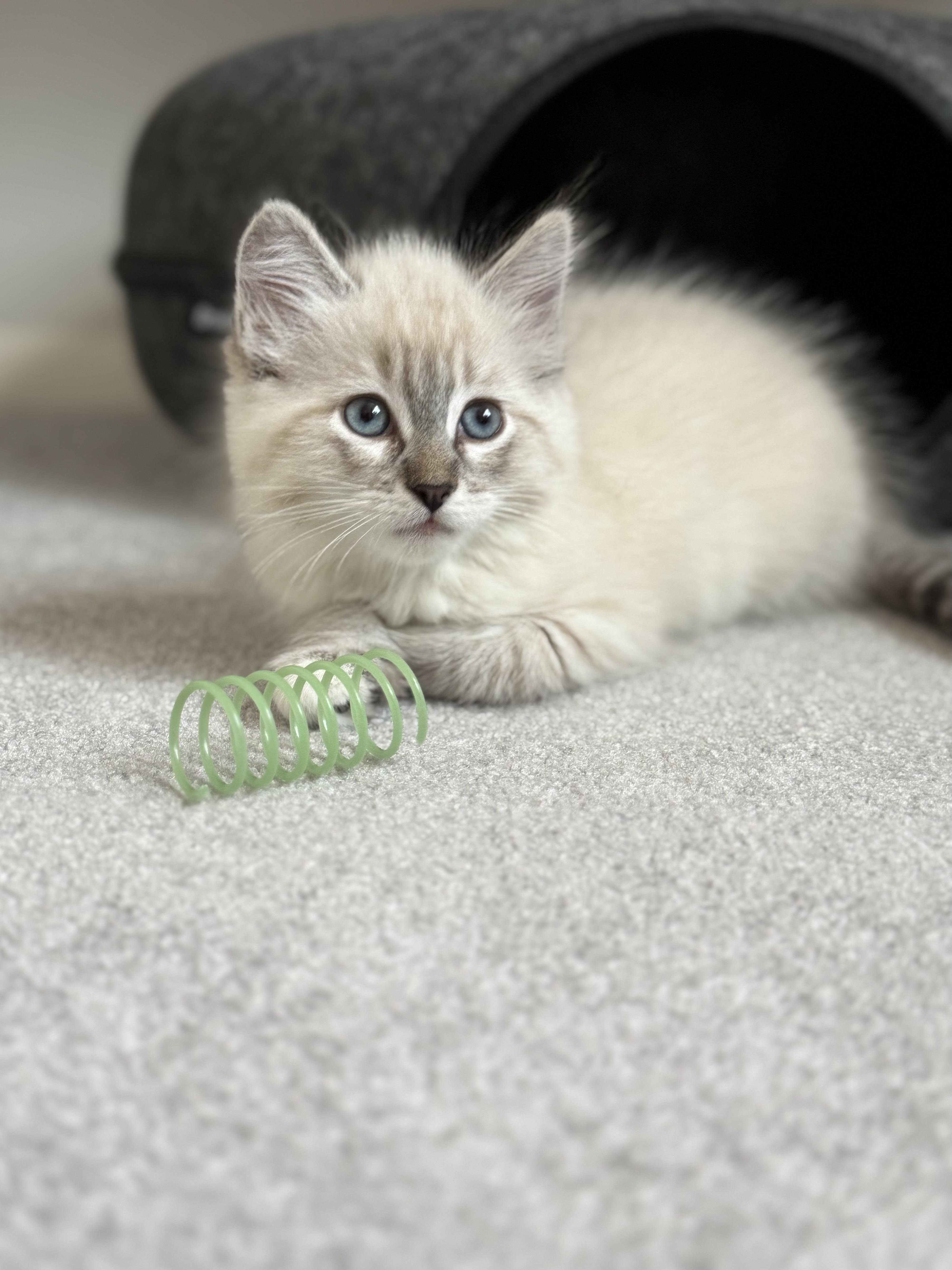 Marie, adopted, Young Female Siamese.