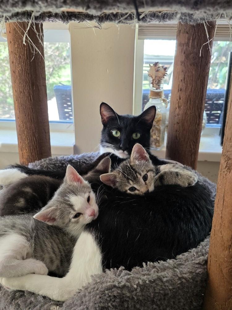 Enlarge Salsa, an adopted Domestic Short Hair in Salt Lake City, UT image 5/5