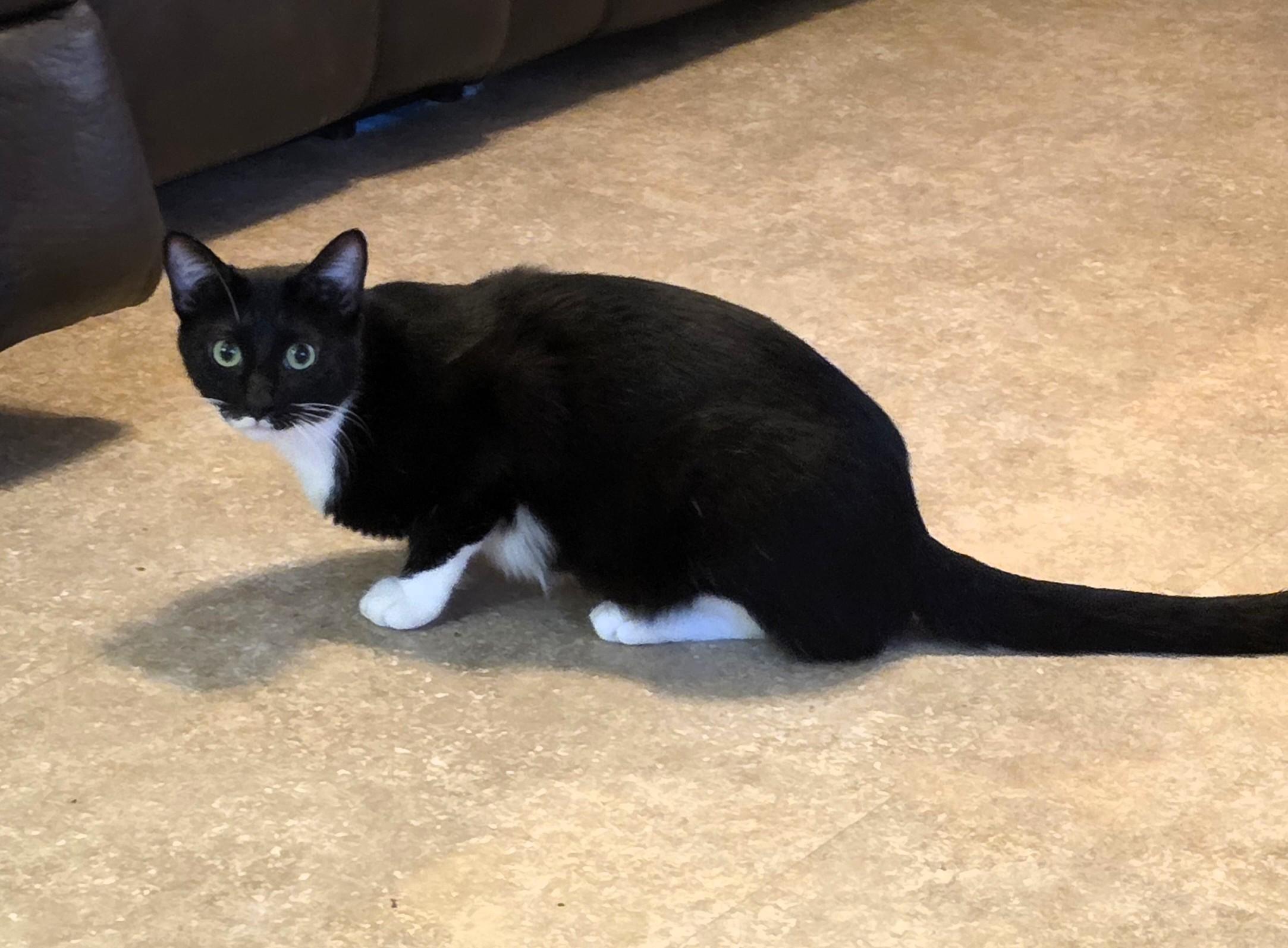 Enlarge Salsa, an adopted Domestic Short Hair in Salt Lake City, UT image 4/5