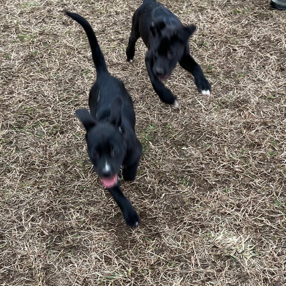 Leighton, Adoptable, Young Female Labrador Retriever & Pit Bull Terrier.