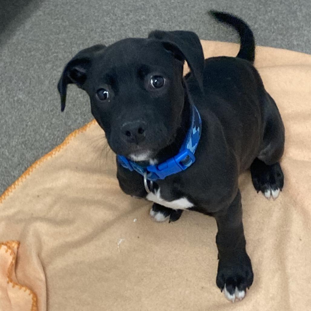 Leighton, a Adoptable mixed breed in South Elgin, IL image 3/4