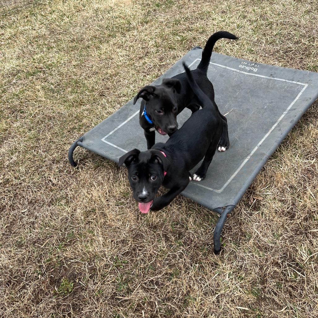 Leighton, a Adoptable mixed breed in South Elgin, IL image 4/4