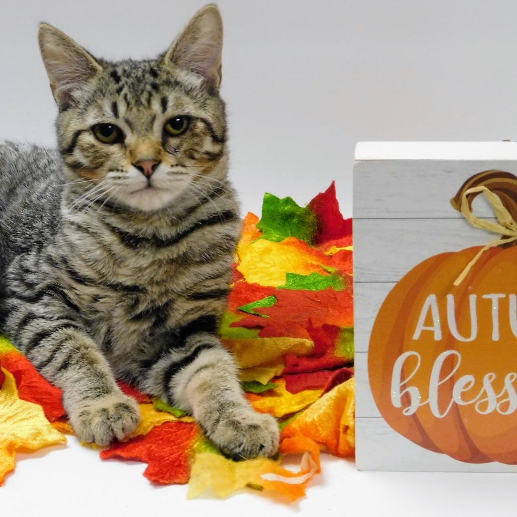 Jonny, Adoptable, Young Male Domestic Short Hair.