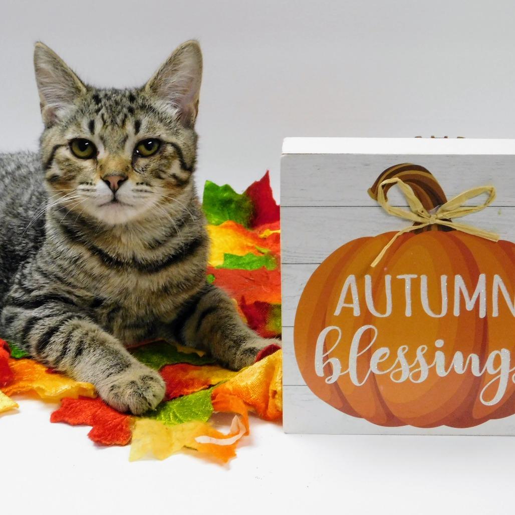 Enlarge Jonny, a Adoptable Domestic Short Hair in Canton, IL image 2/6