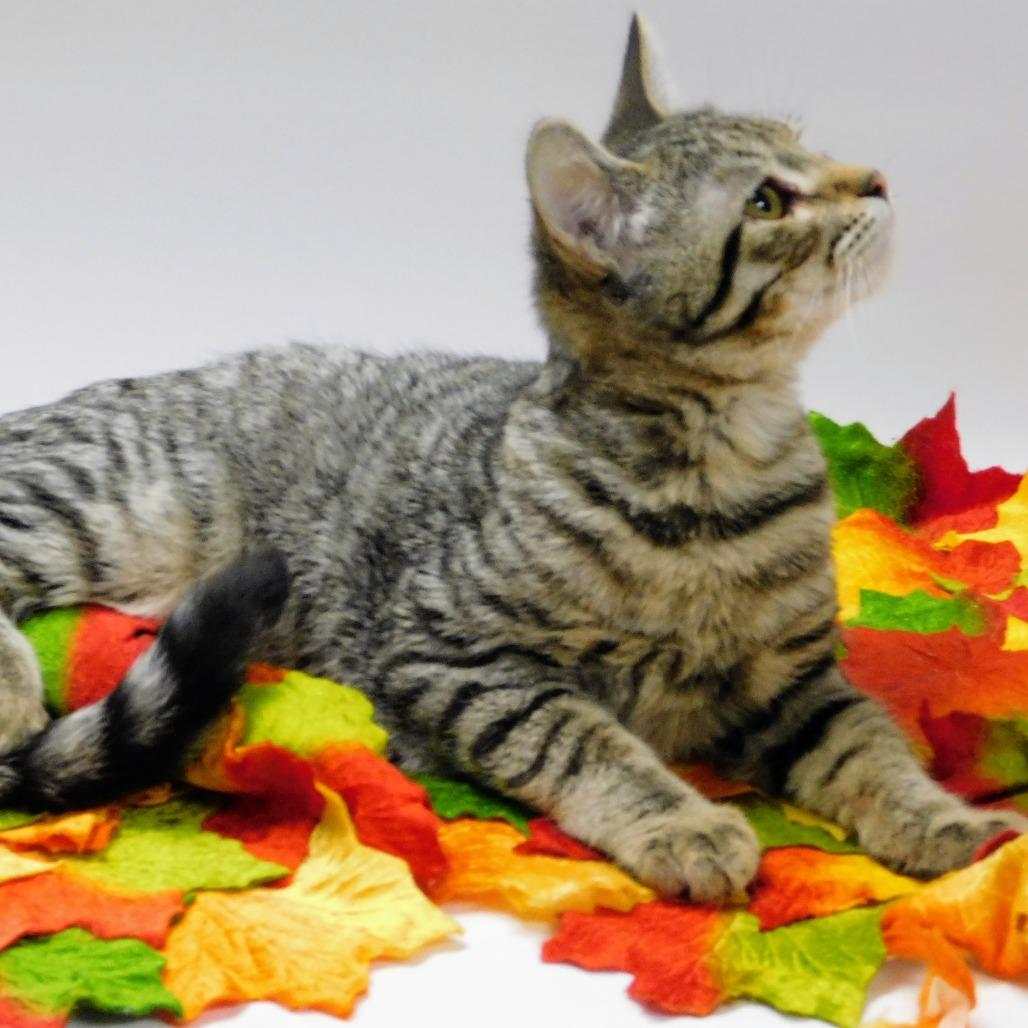 Enlarge Jonny, a Adoptable Domestic Short Hair in Canton, IL image 5/6