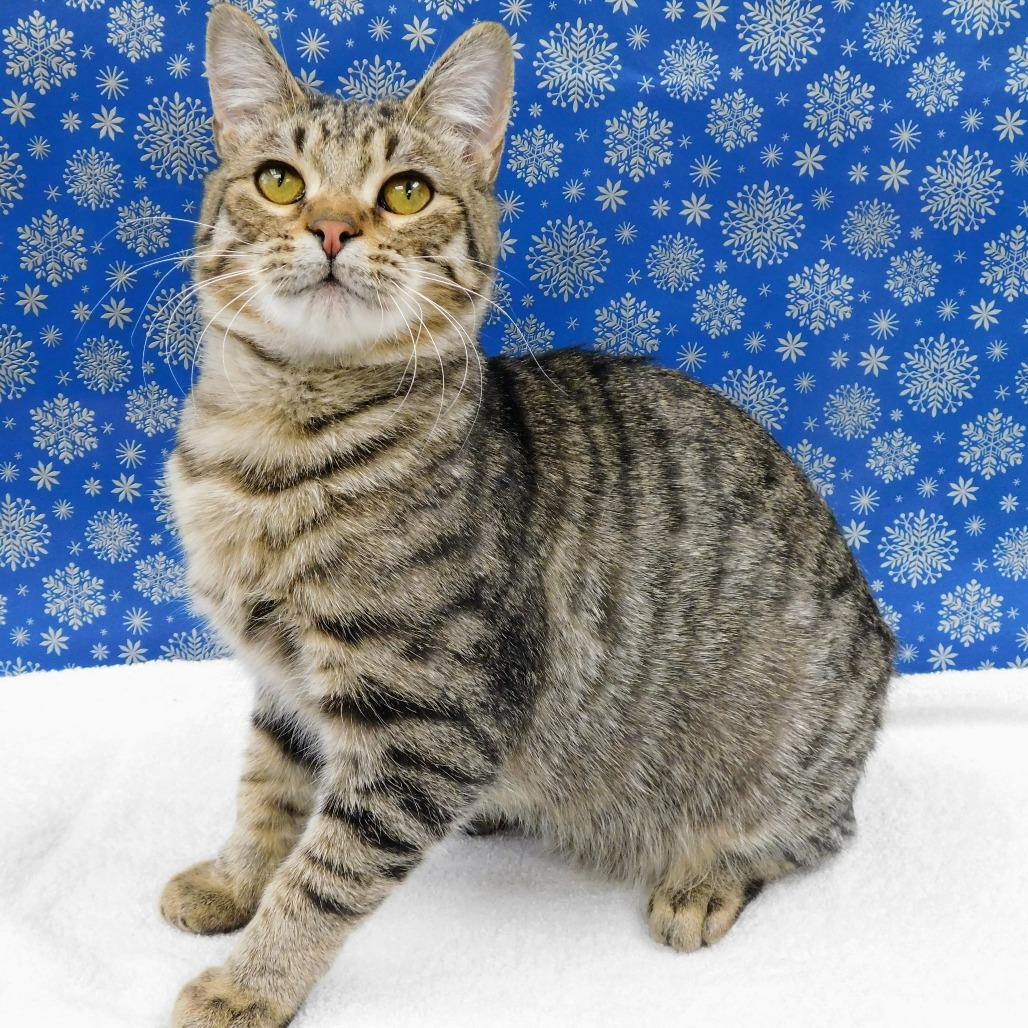 Enlarge Jonny, a Adoptable Domestic Short Hair in Canton, IL image 6/6