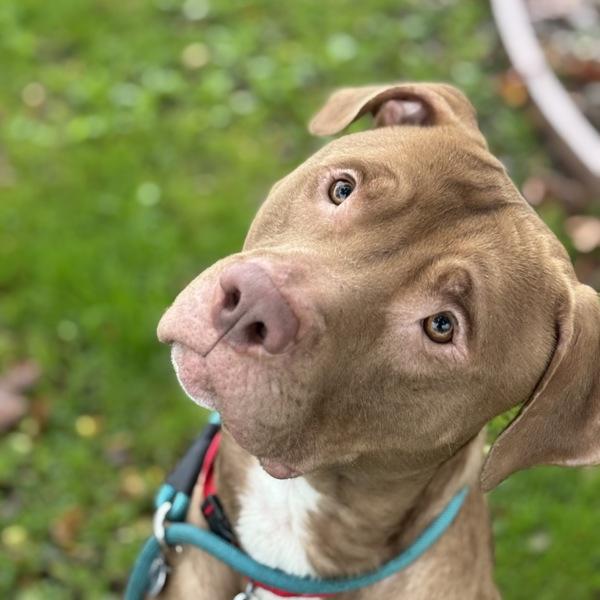 Enlarge Zeus, a Adoptable mixed breed in Oakland, CA image 2/4