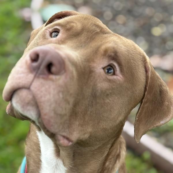 Enlarge Zeus, a Adoptable mixed breed in Oakland, CA image 4/4