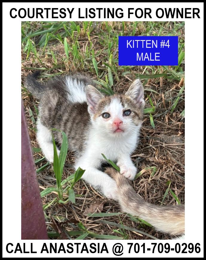 Enlarge Kitten #4-COURTESY LISTING FOR OWNER, a Adoptable Domestic Short Hair in Valley City, ND image 1/1