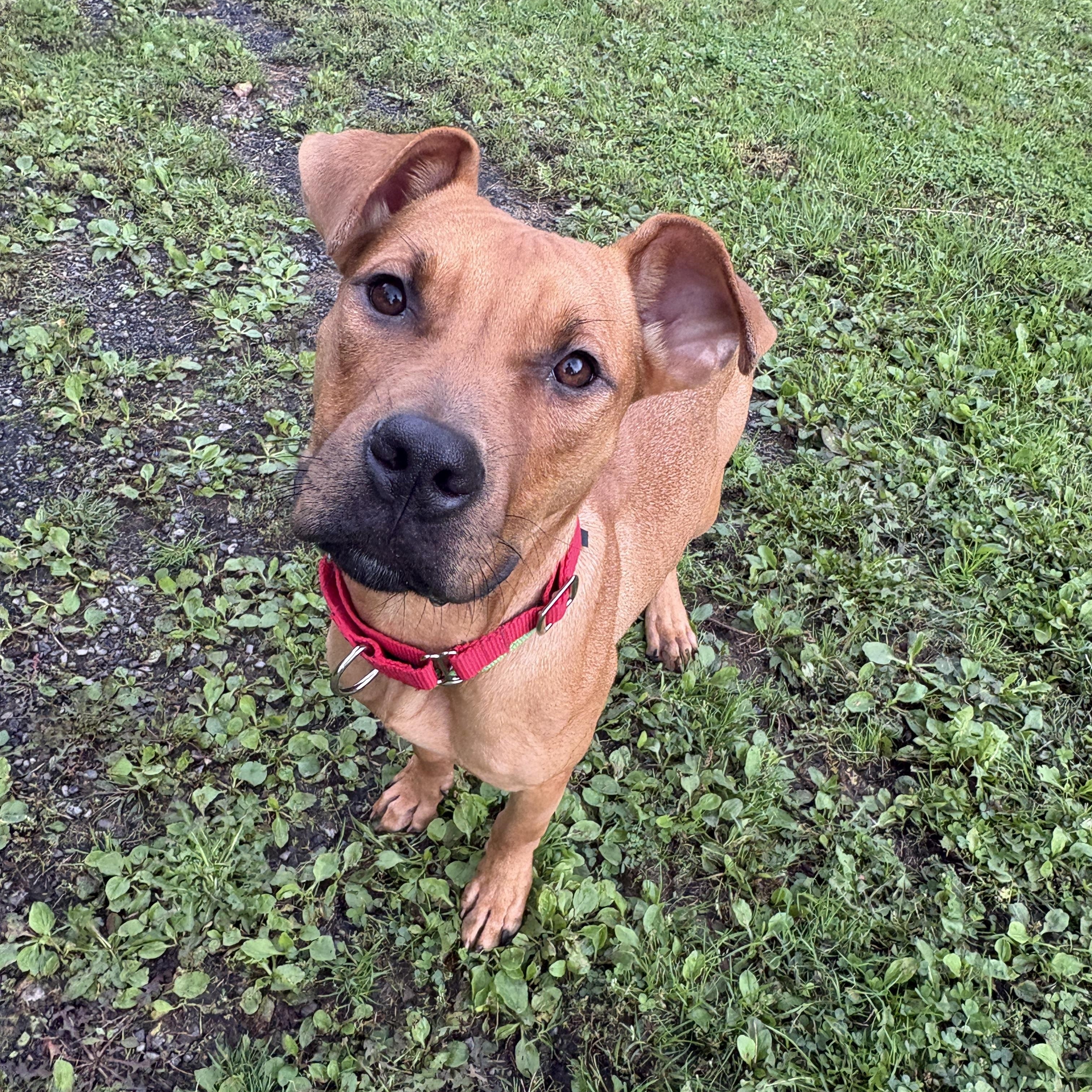 Enlarge Tucker, a Adopted mixed breed in Latham, NY image 5/6