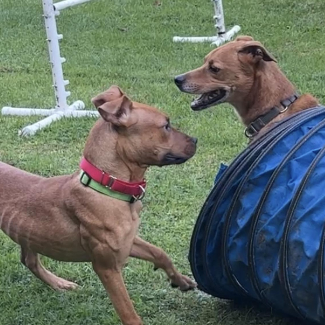 Enlarge Tucker, a Adopted mixed breed in Latham, NY image 4/6