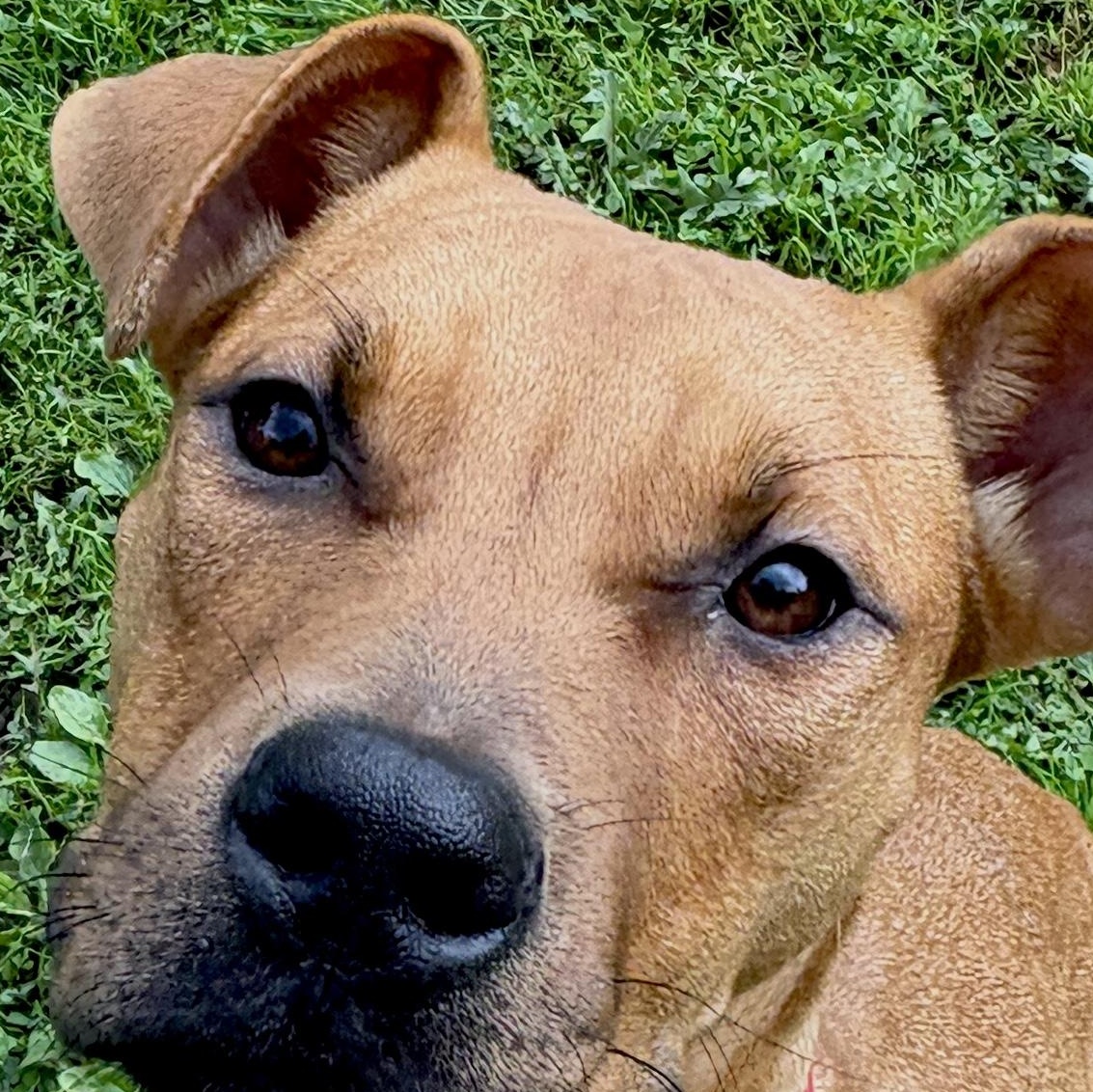 Tucker, Adopted, Young Female Plott Hound & Chocolate Labrador Retriever.