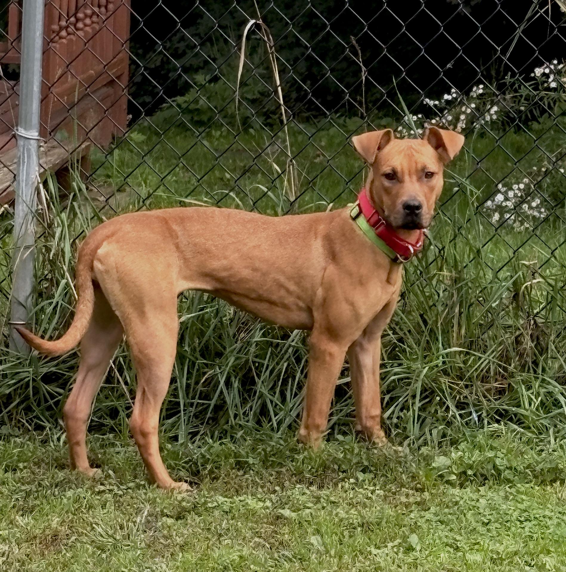 Enlarge Tucker, a Adopted mixed breed in Latham, NY image 2/6