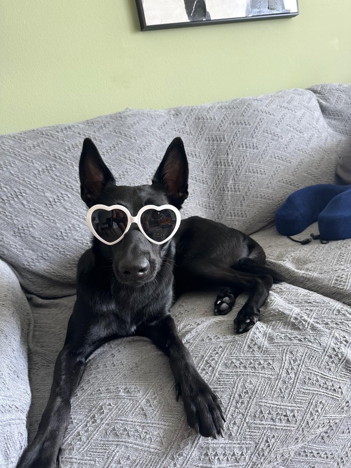 Enlarge Bella, a ADOPTABLE Belgian Shepherd / Malinois in cape coral, FL image 4/4