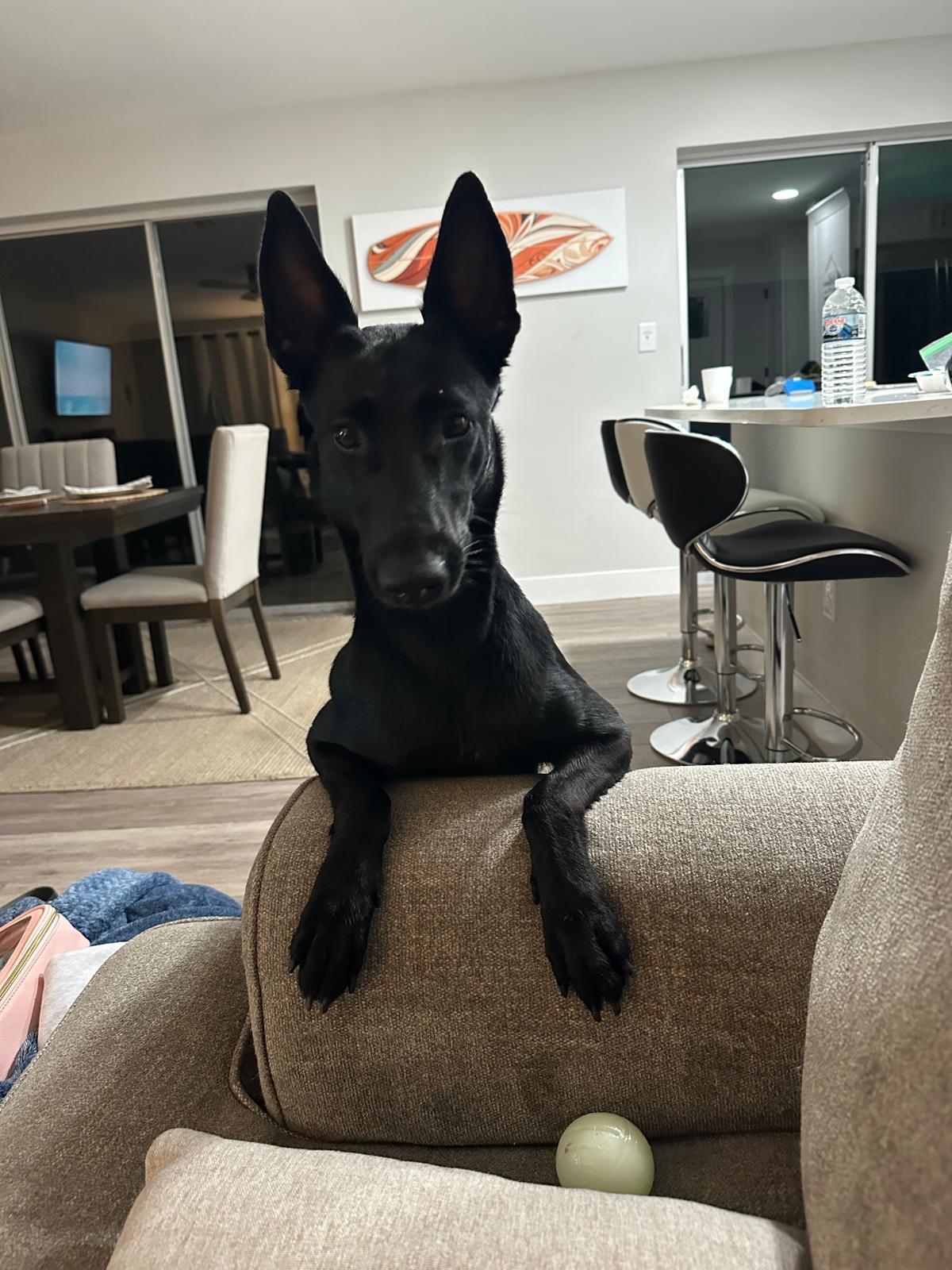 Bella, ADOPTABLE, Young Female Belgian Shepherd / Malinois.