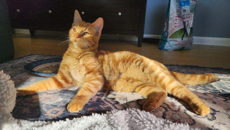 Enlarge Chumba Womba, a Adopted Domestic Short Hair in Rio Linda, CA image 1/6