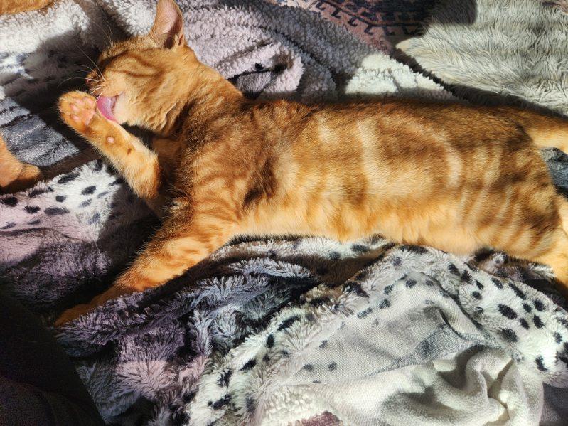 Enlarge Chumba Womba, a Adopted Domestic Short Hair in Rio Linda, CA image 3/6