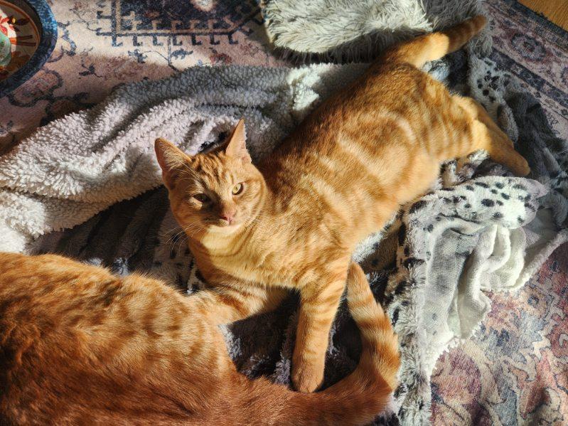 Enlarge Chumba Womba, a Adopted Domestic Short Hair in Rio Linda, CA image 4/6