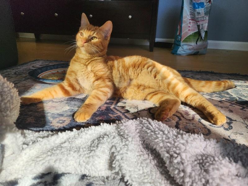 Enlarge Chumba Womba, a Adopted Domestic Short Hair in Rio Linda, CA image 5/6