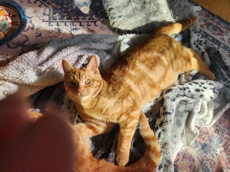 Enlarge Chumba Womba, a Adopted Domestic Short Hair in Rio Linda, CA image 6/6