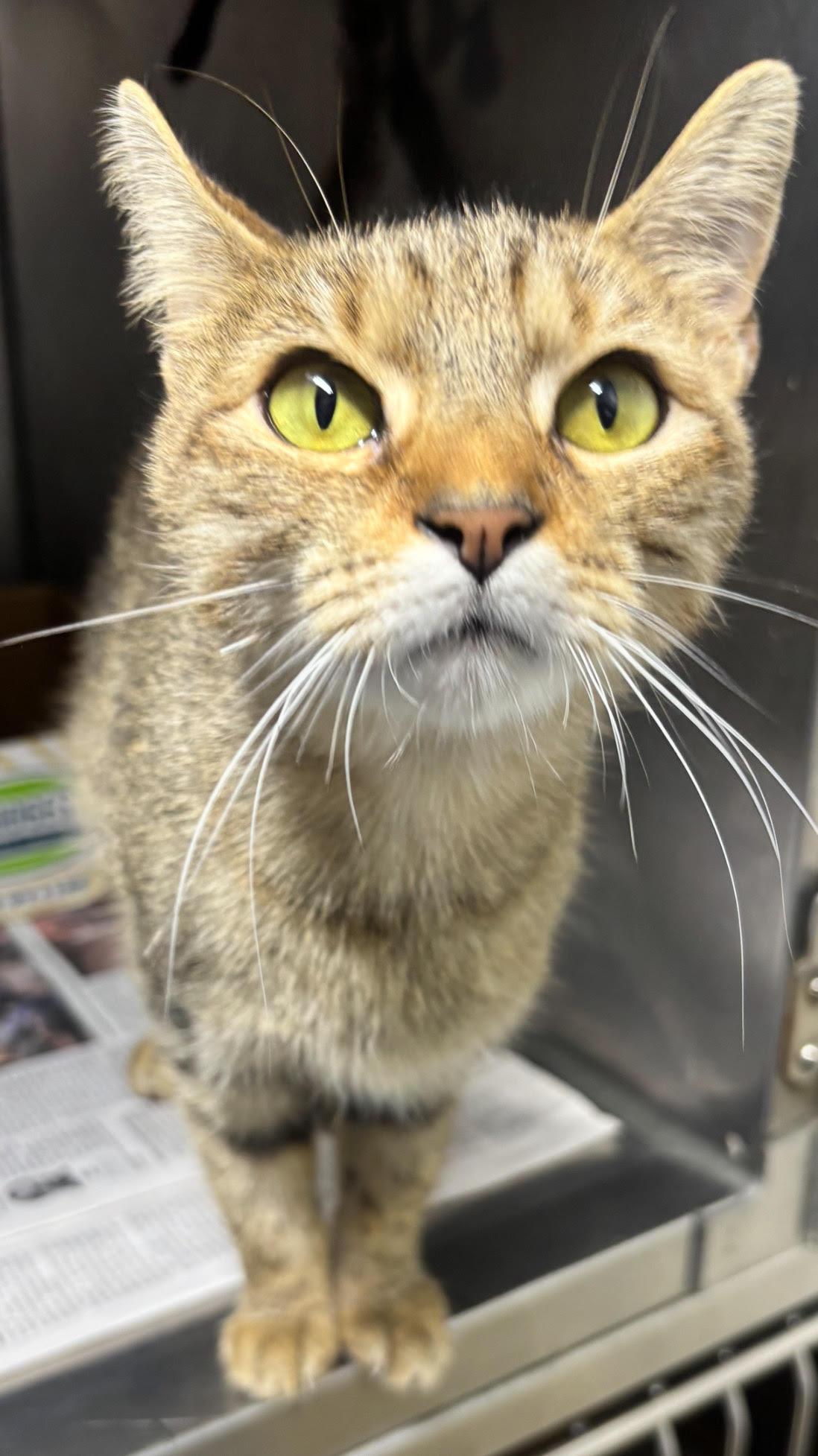 Enlarge Korra, an adopted Domestic Short Hair in New Haven, CT image 1/1