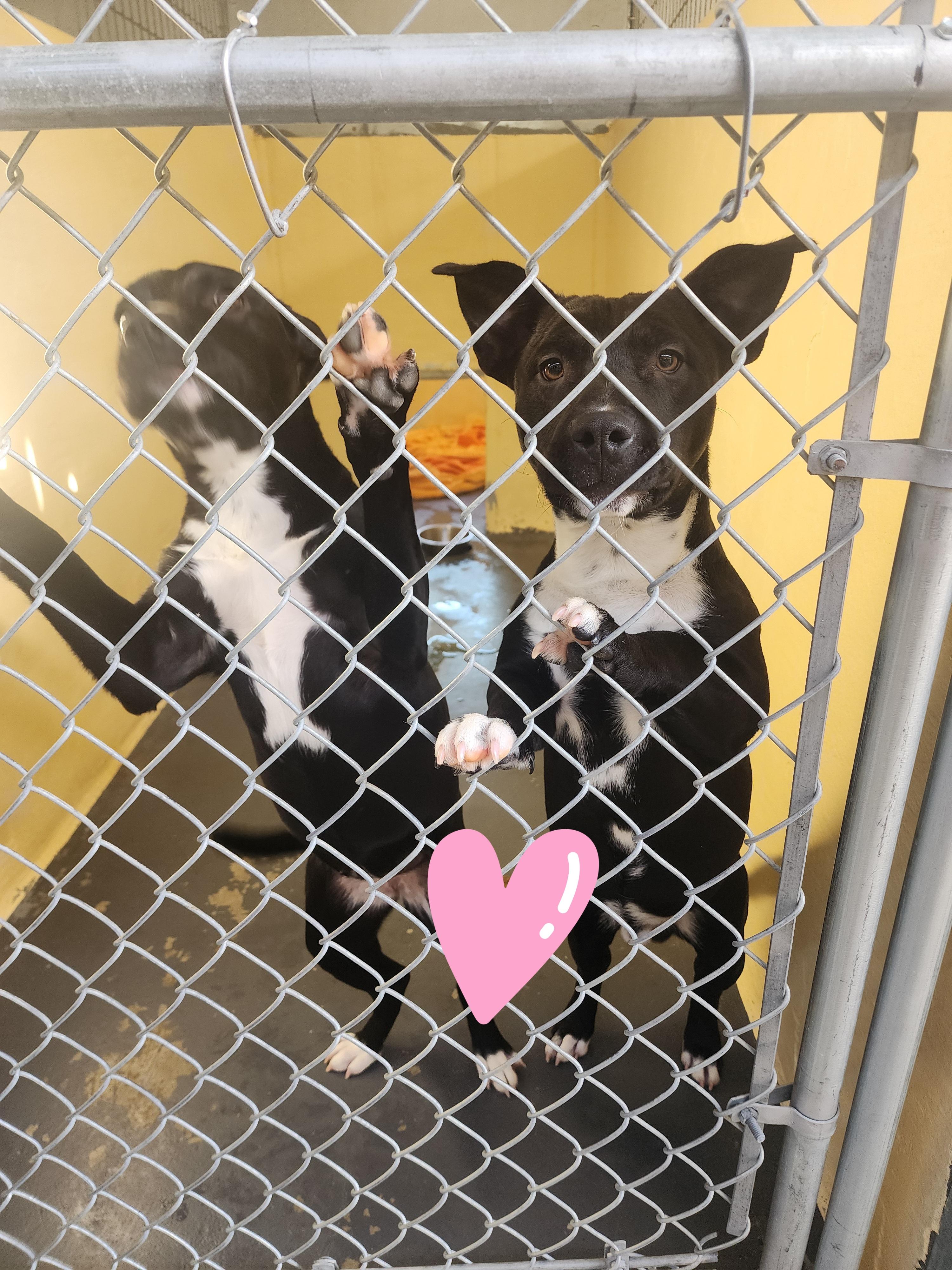 26-8 and 9, ADOPTABLE, Adult Female Pit Bull Terrier & Corgi.