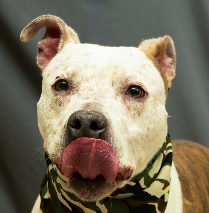 Max, Adoptable, Adult Male Terrier.