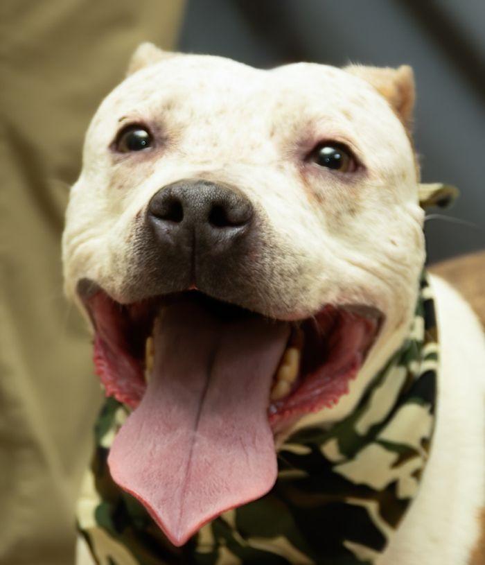 Enlarge Max, a Adoptable mixed breed in Sanford, FL image 3/3