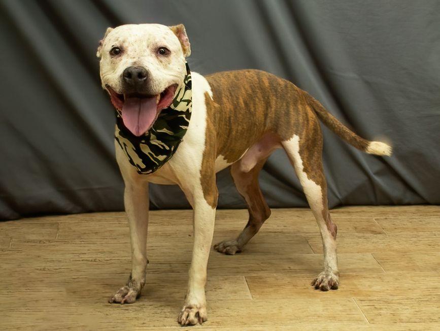 Enlarge Max, a Adoptable mixed breed in Sanford, FL image 2/3