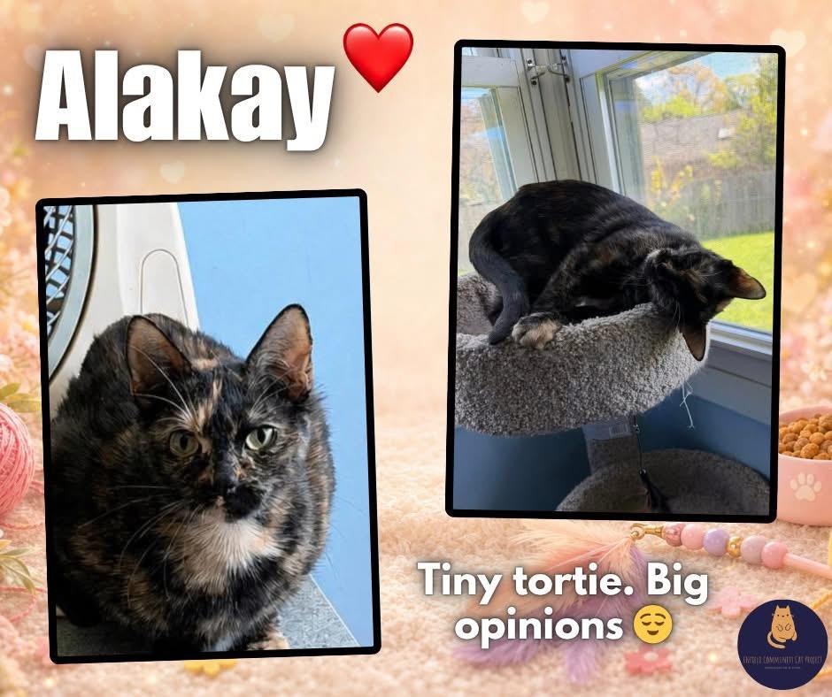 Alakay , ADOPTABLE, Young Female Tortoiseshell.
