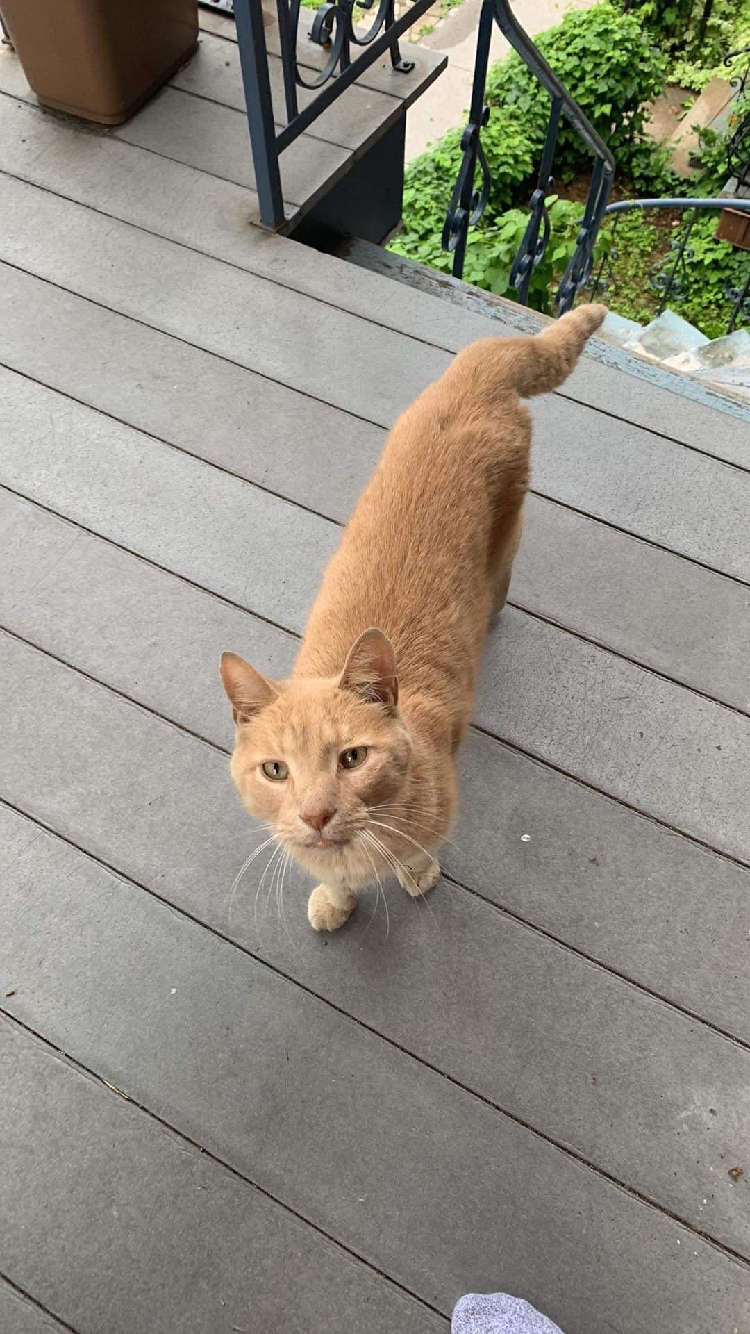 Charly, Adoptable, Adult Male Domestic Short Hair.