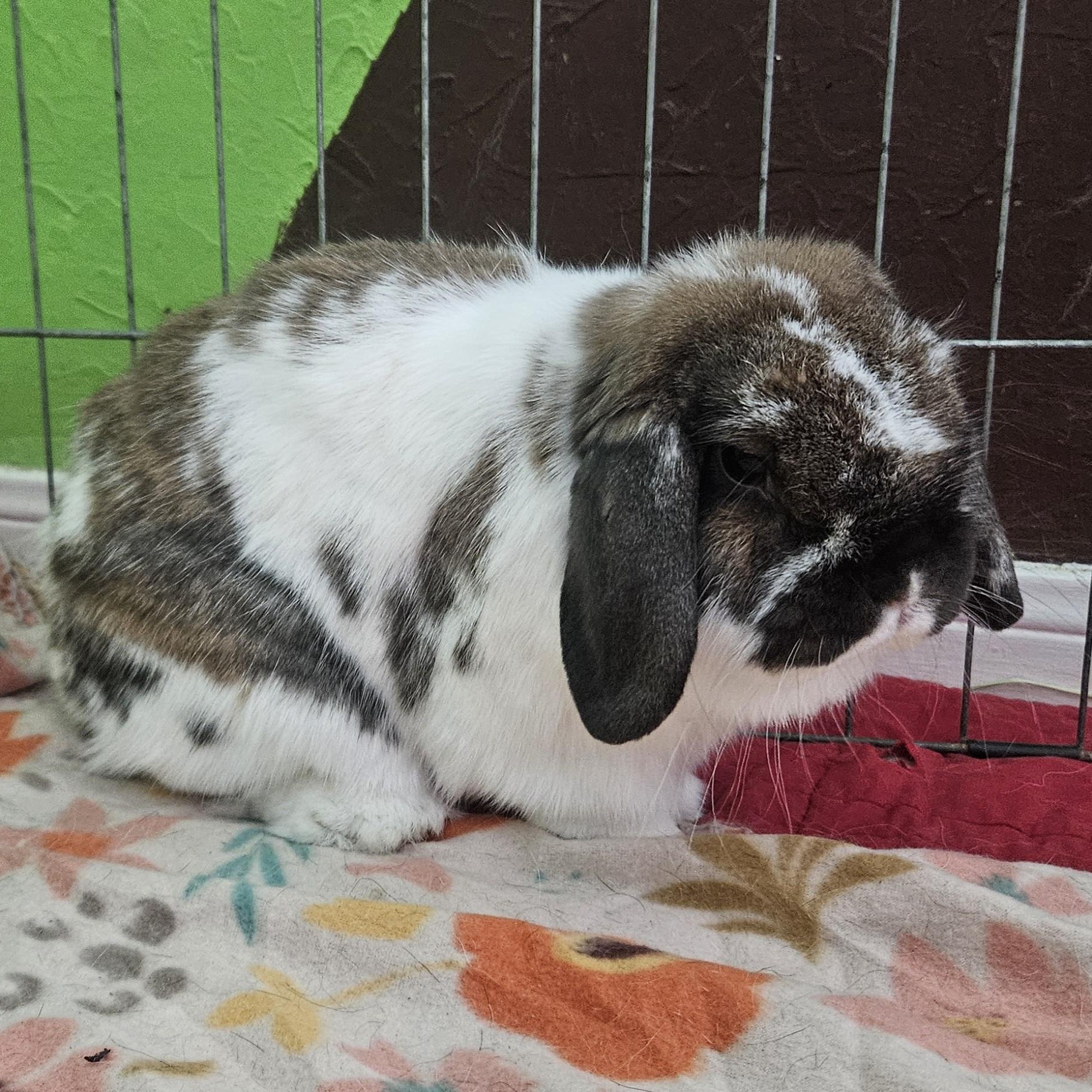 Enlarge Marley/Lily, a ADOPTABLE Holland Lop in Plano, TX image 4/5