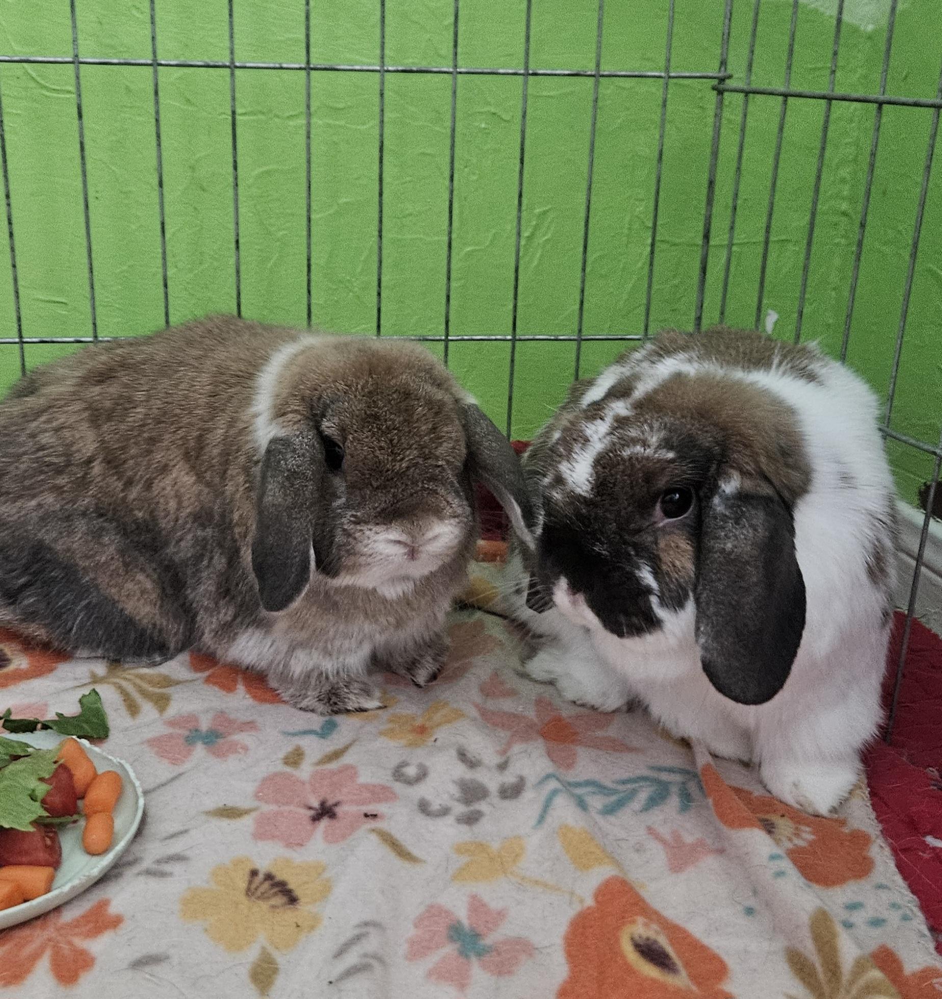 Marley/Lily, ADOPTABLE, Adult Male Holland Lop.