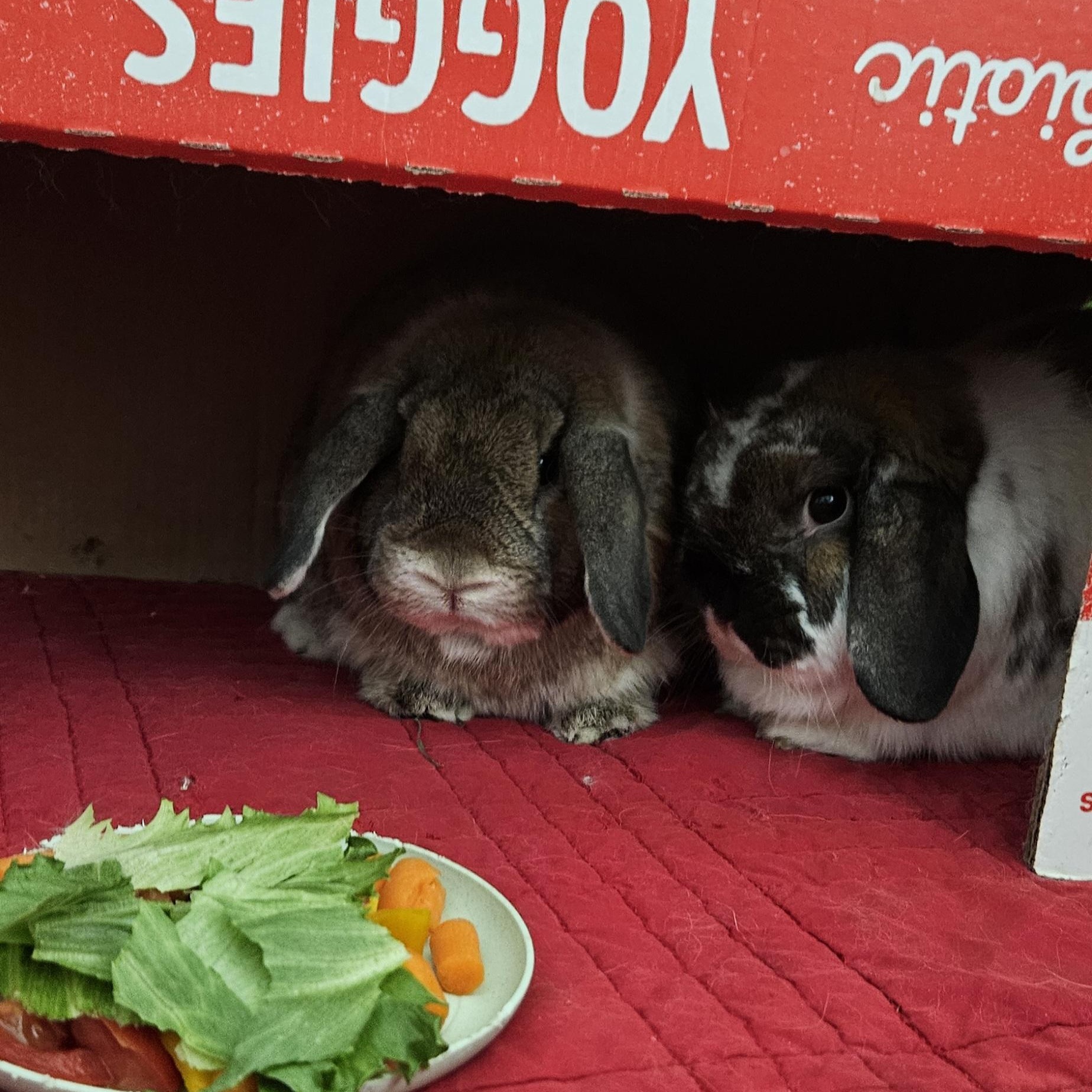 Enlarge Marley/Lily, a ADOPTABLE Holland Lop in Plano, TX image 2/5