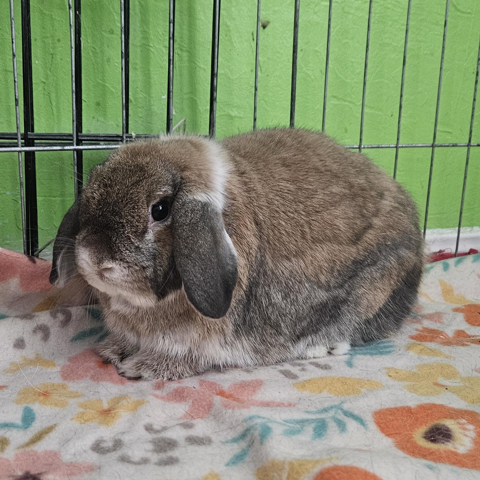 Enlarge Marley/Lily, a ADOPTABLE Holland Lop in Plano, TX image 3/5