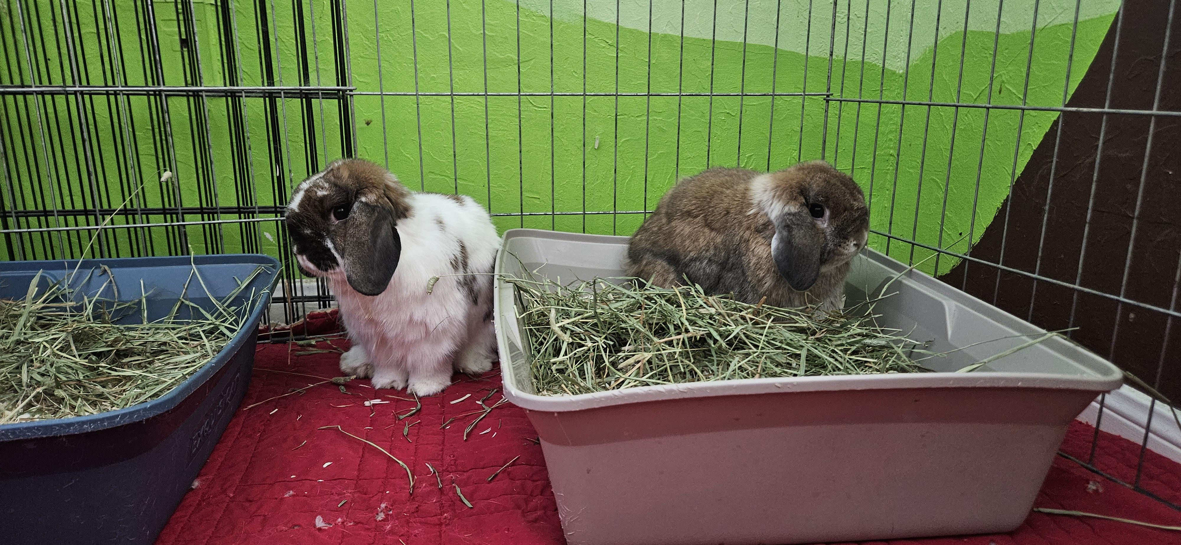 Enlarge Marley/Lily, a ADOPTABLE Holland Lop in Plano, TX image 5/5