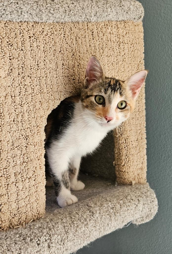 Primrose, Adoptable, Kitten Female Domestic Short Hair.