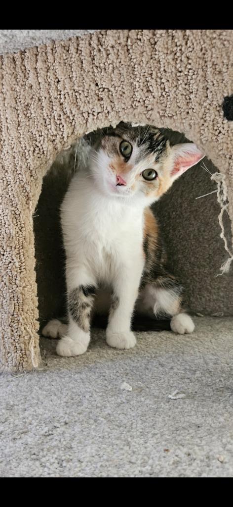 Enlarge Primrose, a Adoptable mixed breed in San Jacinto, CA image 2/3