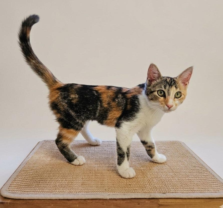 Enlarge Primrose, a Adoptable mixed breed in San Jacinto, CA image 3/3