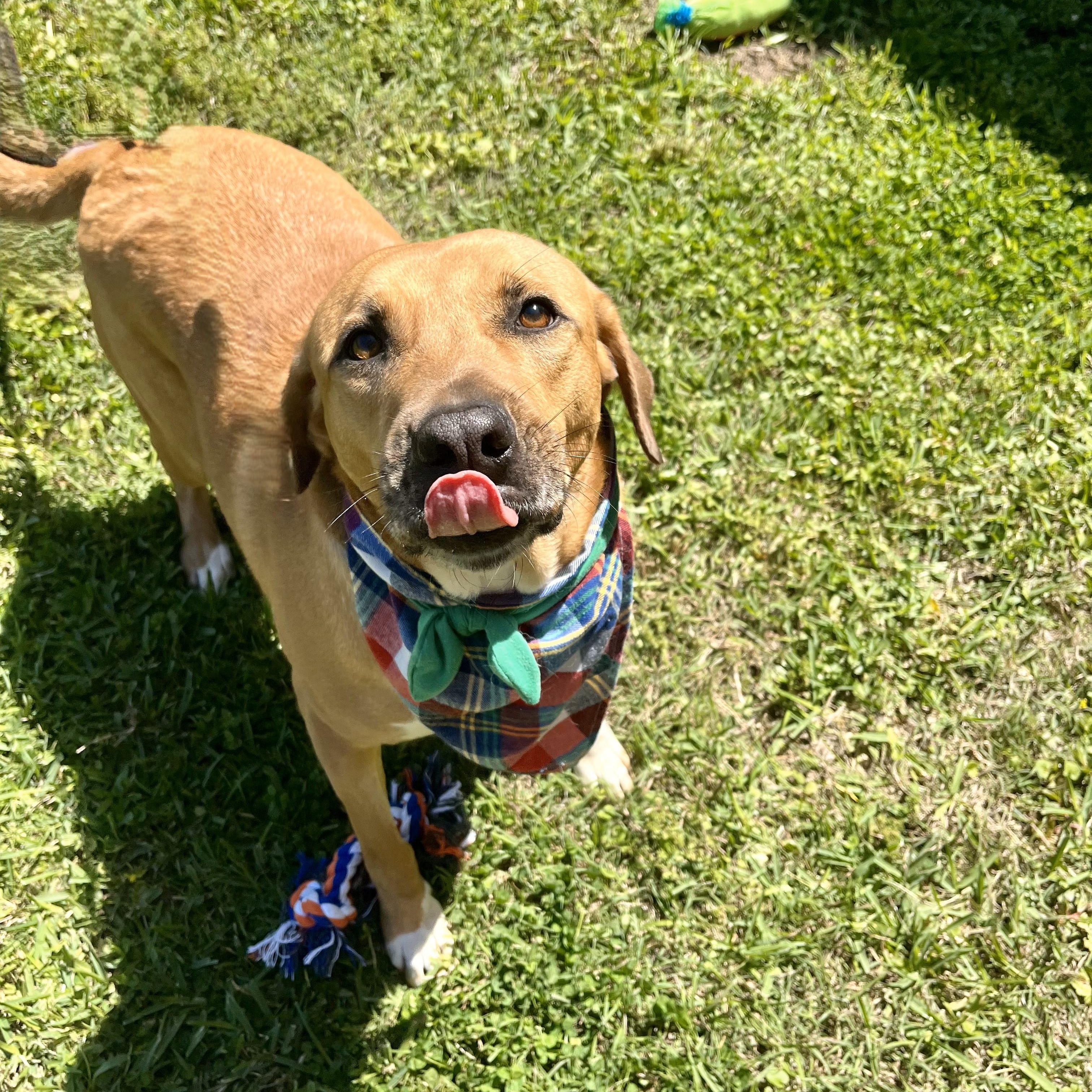 Buddy Holly — thumbnail 5