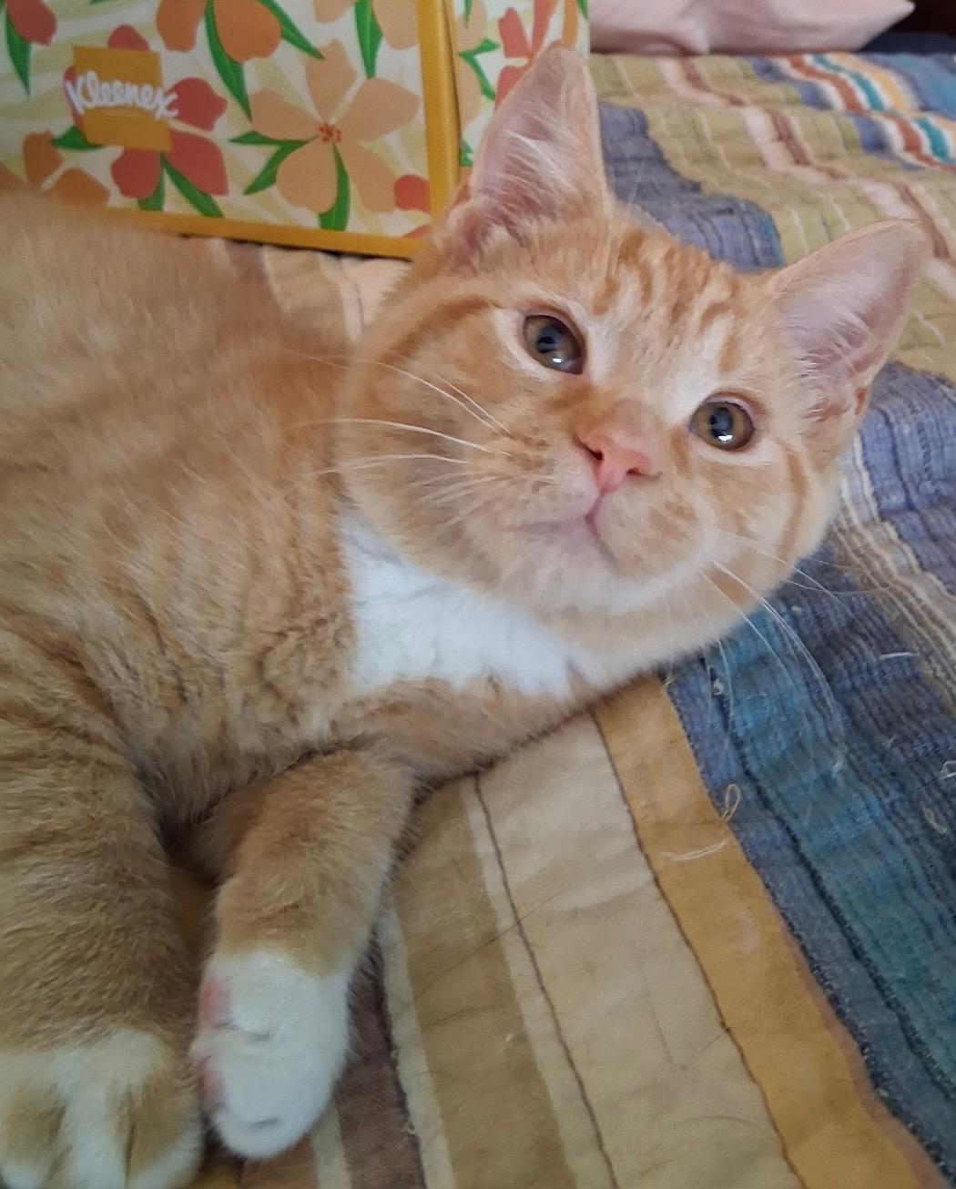 Rocky & Bella, Adoptable, Young Male Domestic Short Hair.