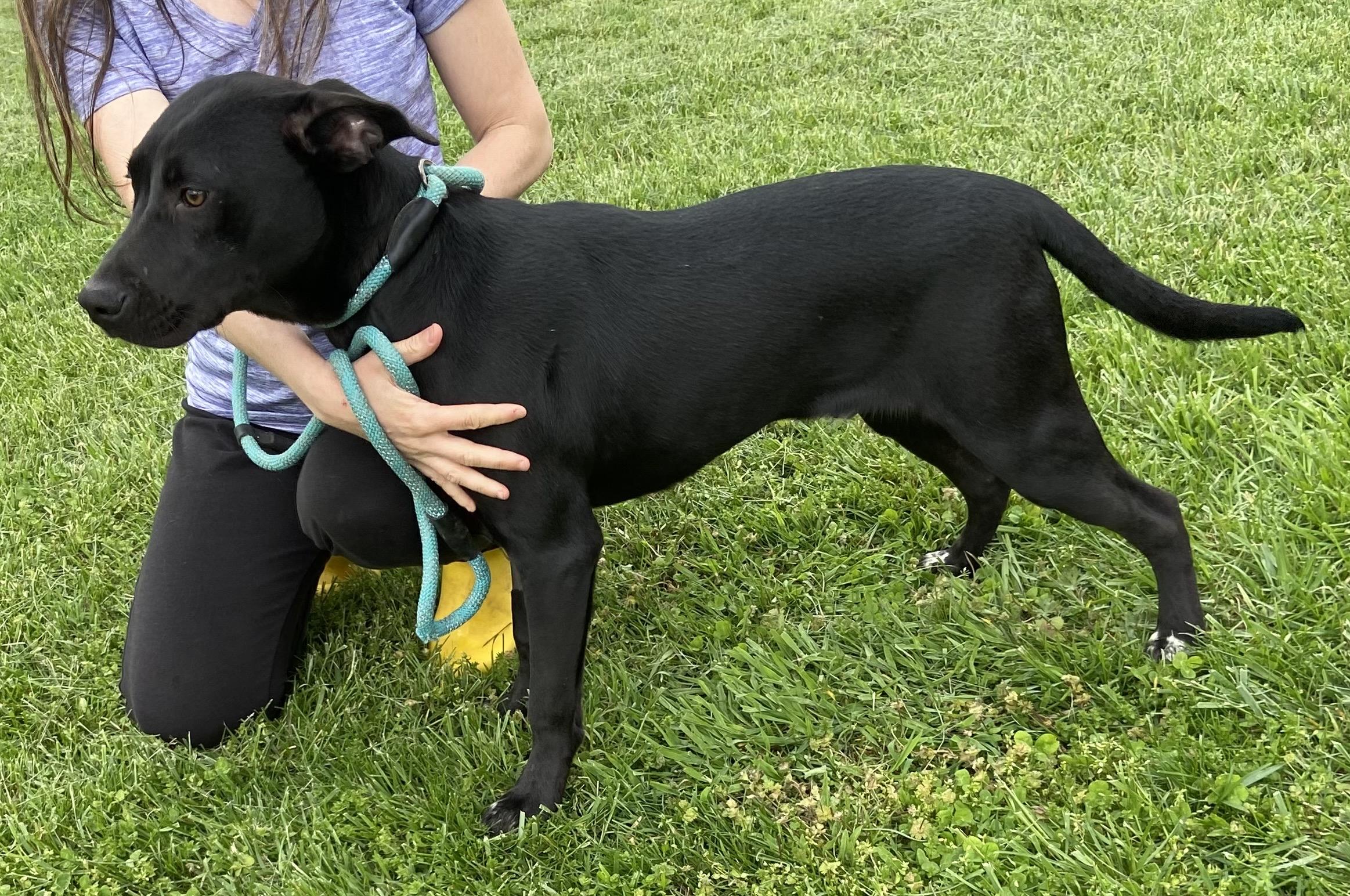 Enlarge Patrick Star, a Adopted mixed breed in Pleasant View, TN image 2/3
