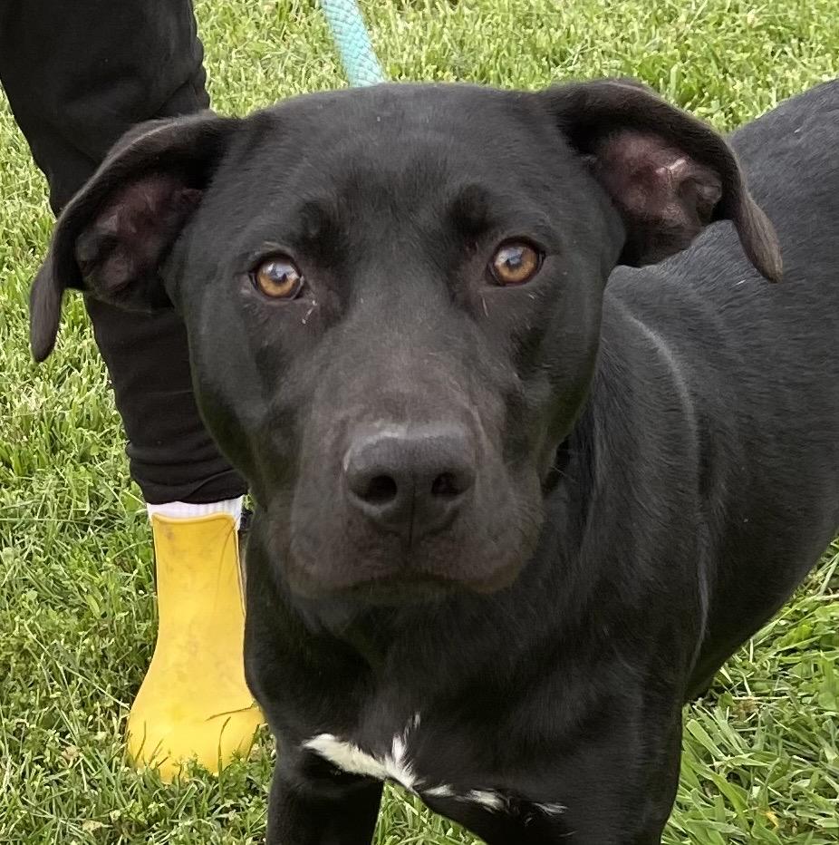 Enlarge Patrick Star, a Adopted mixed breed in Pleasant View, TN image 3/3