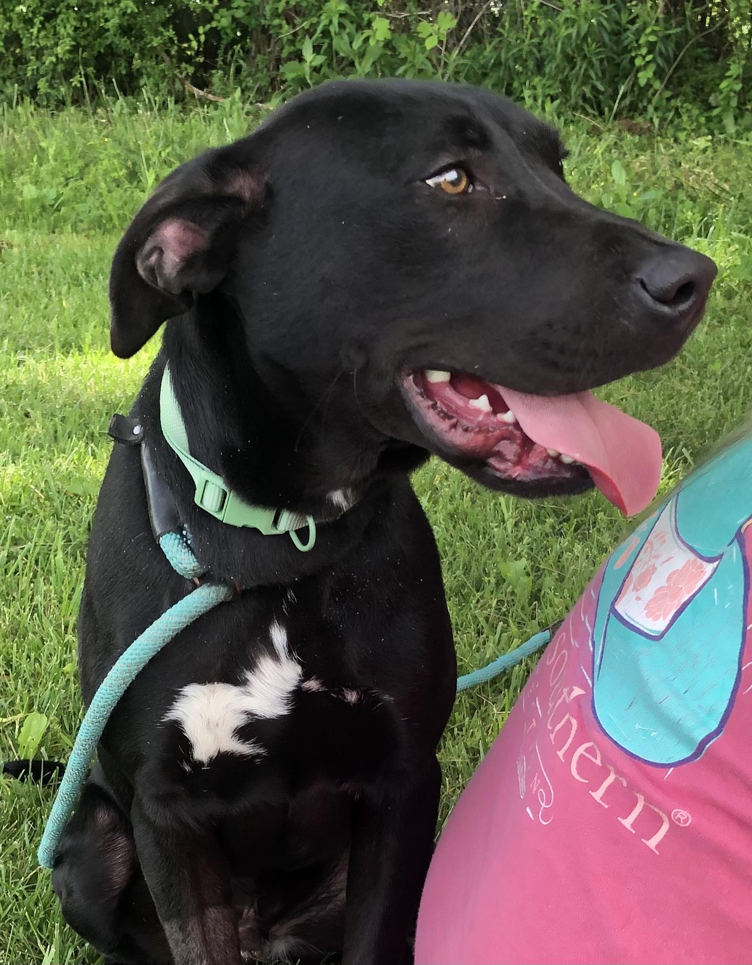 Enlarge Patrick Star, a Adopted mixed breed in Pleasant View, TN image 1/3