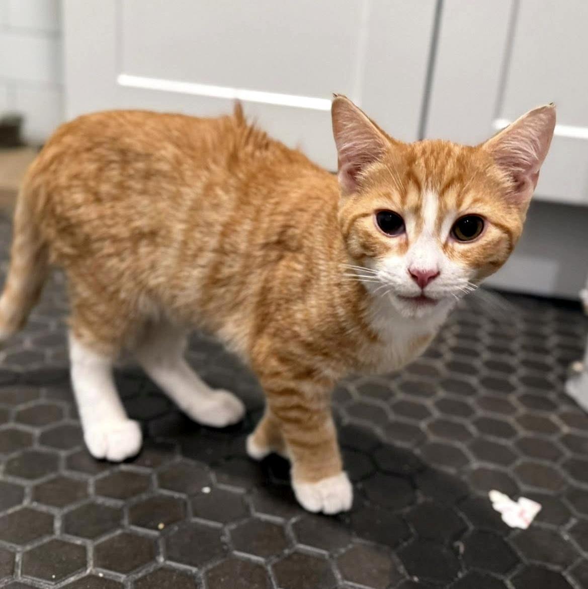 Enlarge Biggie Smalls, a ADOPTABLE Domestic Short Hair in Pittsburgh, PA image 2/4