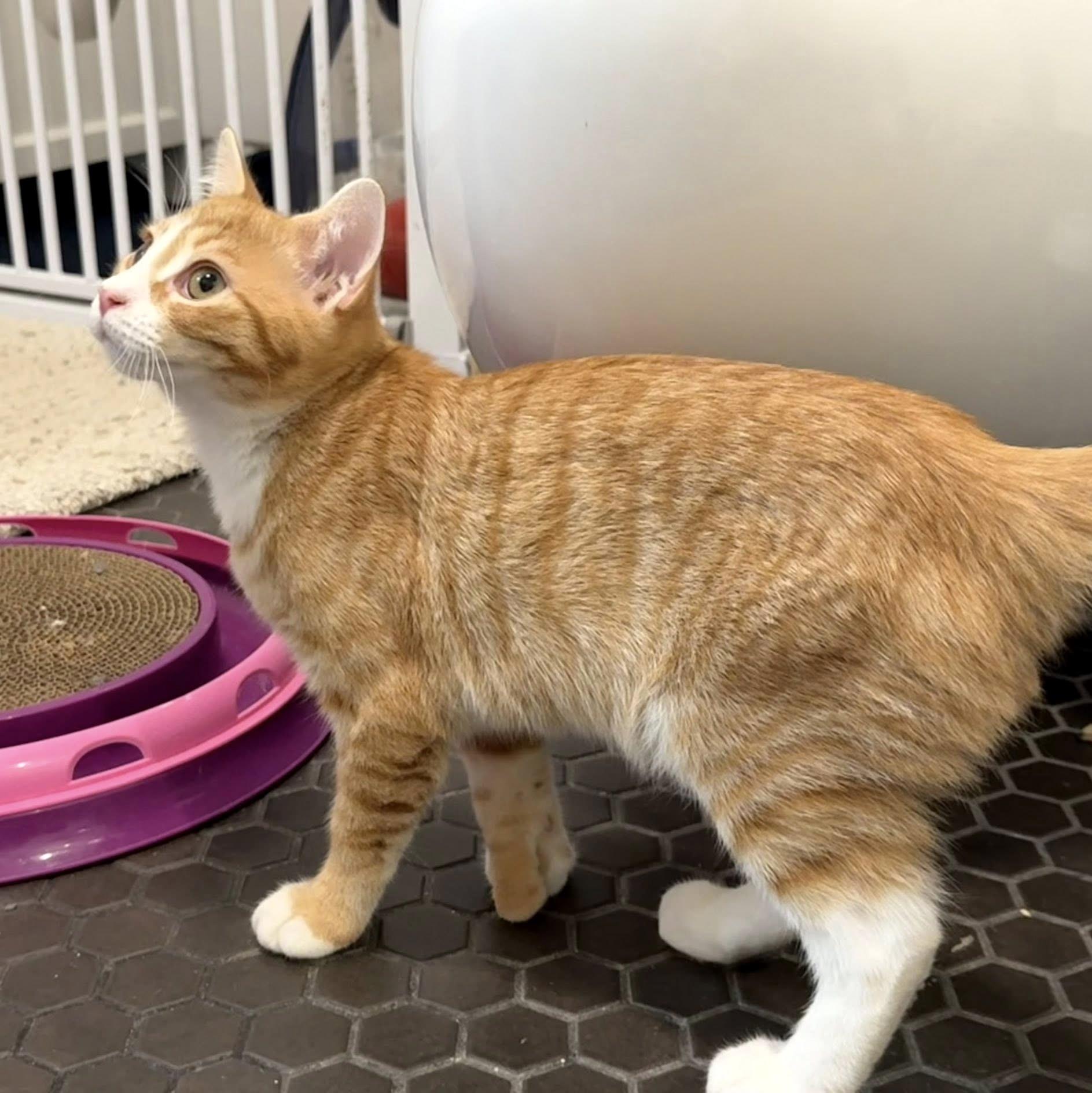 Enlarge Biggie Smalls, a ADOPTABLE Domestic Short Hair in Pittsburgh, PA image 3/4