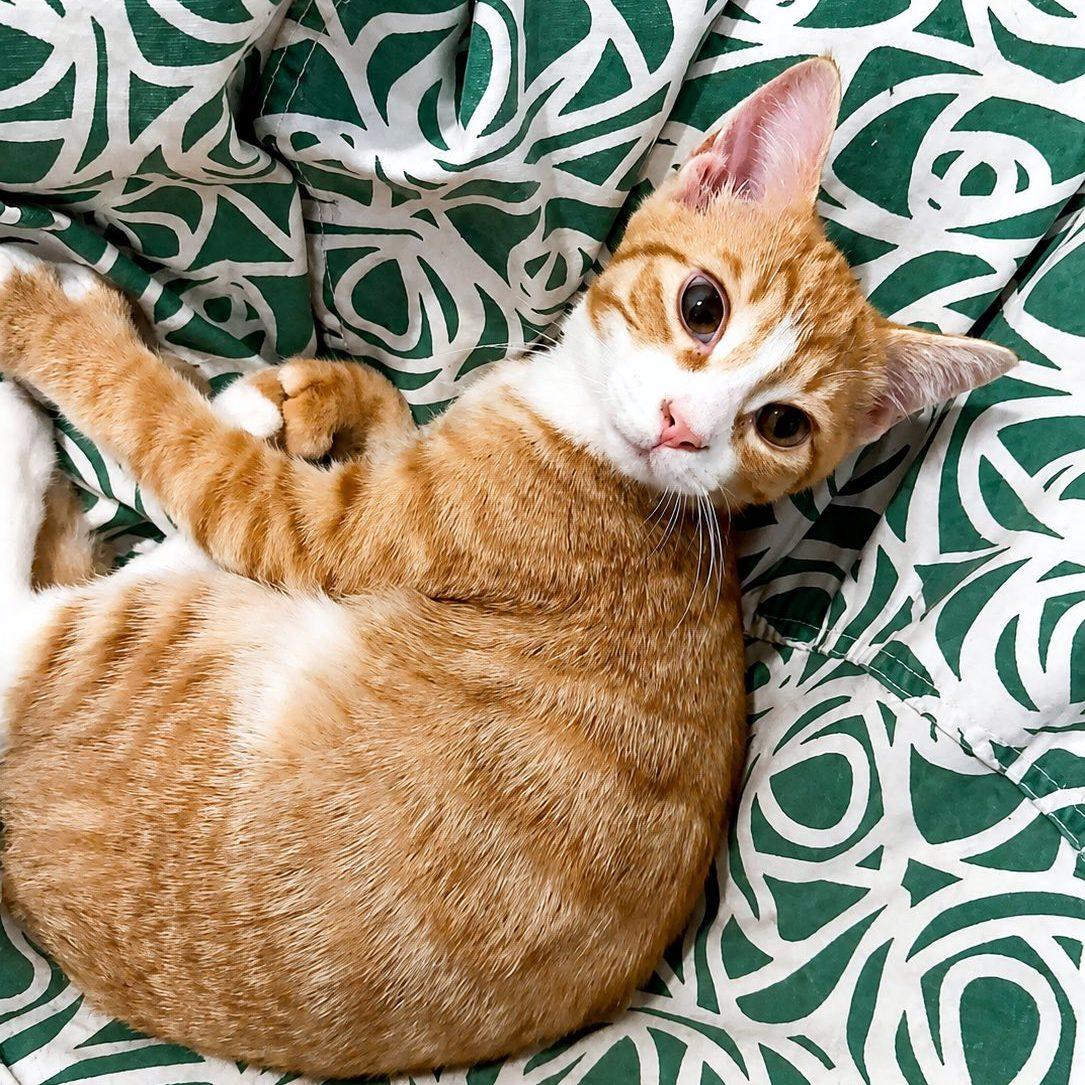 Enlarge Biggie Smalls, a ADOPTABLE Domestic Short Hair in Pittsburgh, PA image 4/4